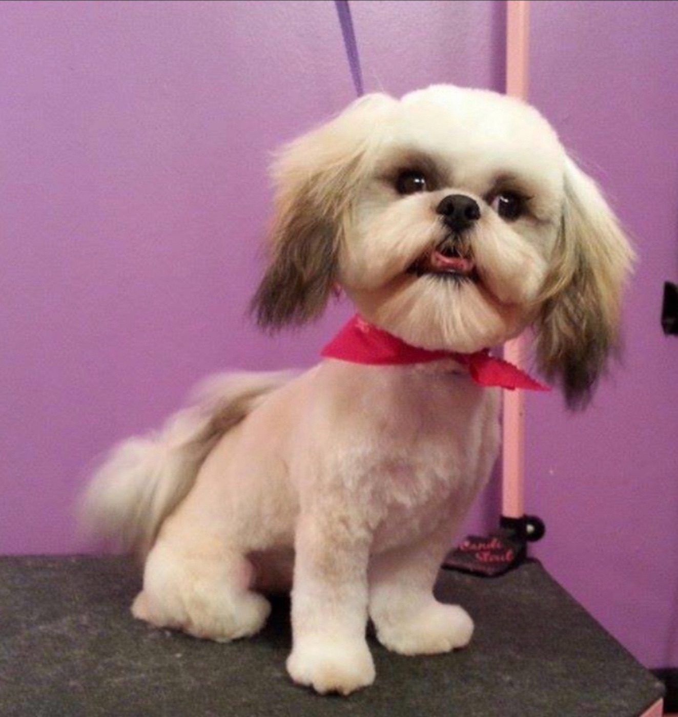 Shih tzu with a red bandana after a bath