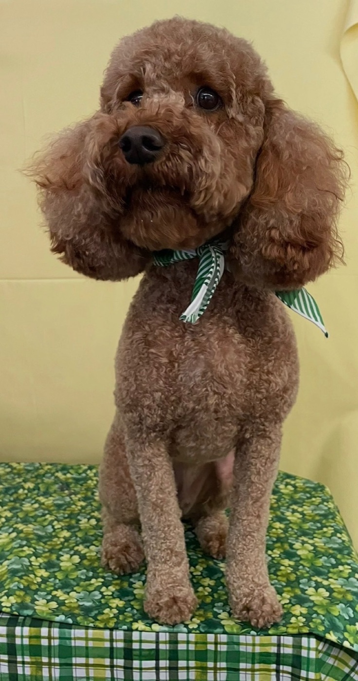 Red poodle with a styled cut and bow tie