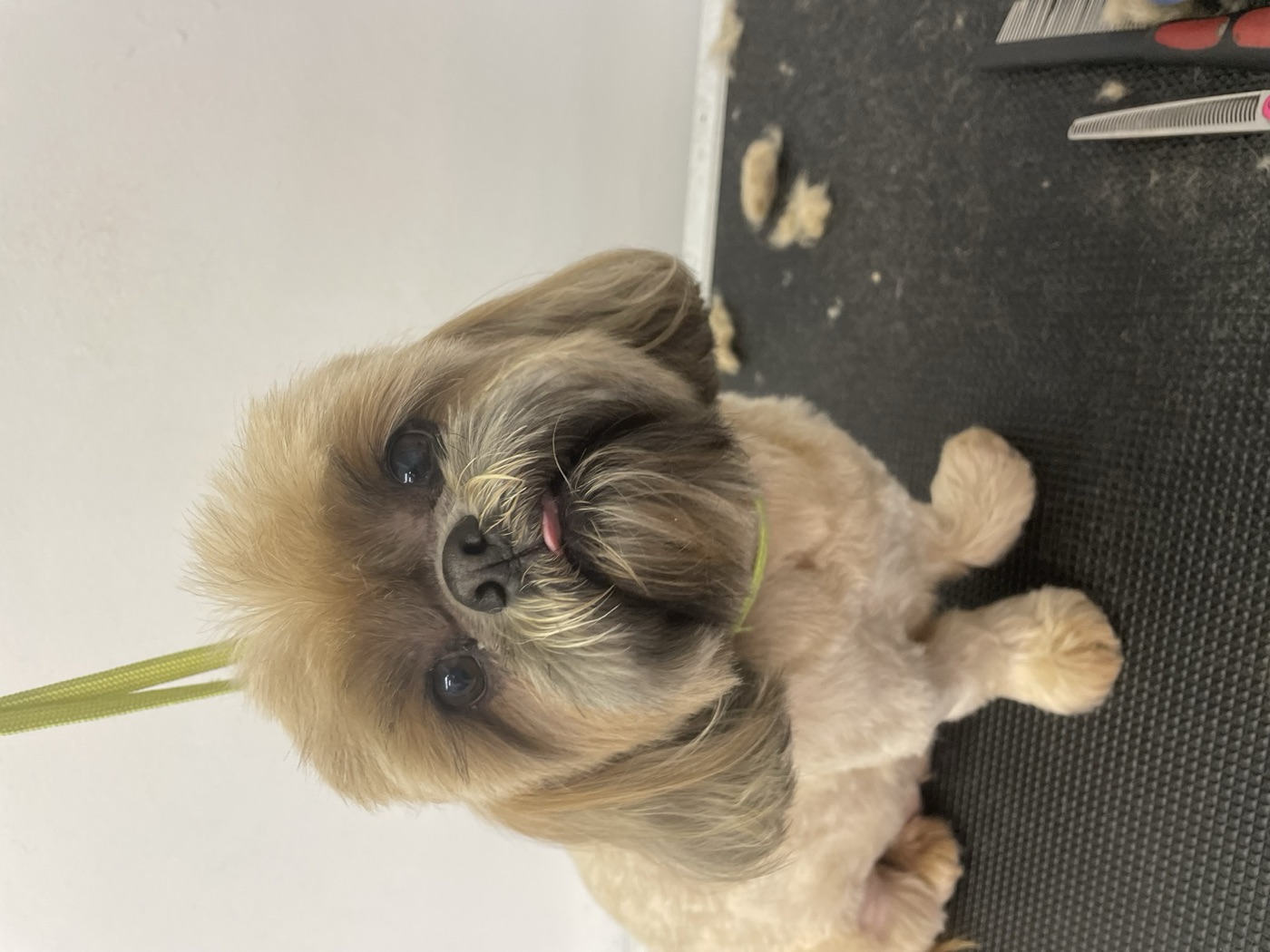 Shih tzu after a full groom