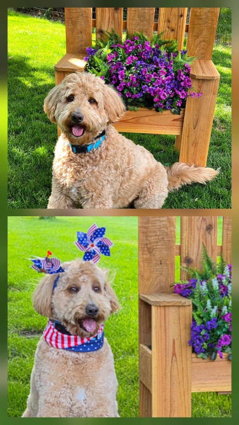Doodle in patriotic bandana and pinwheel