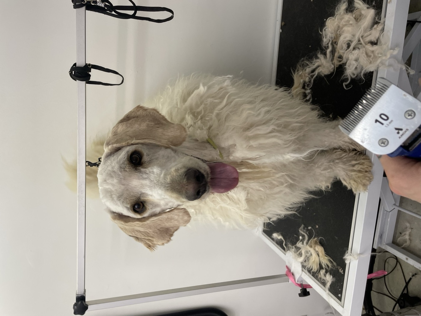 Golden retriever mid-groom, smiling