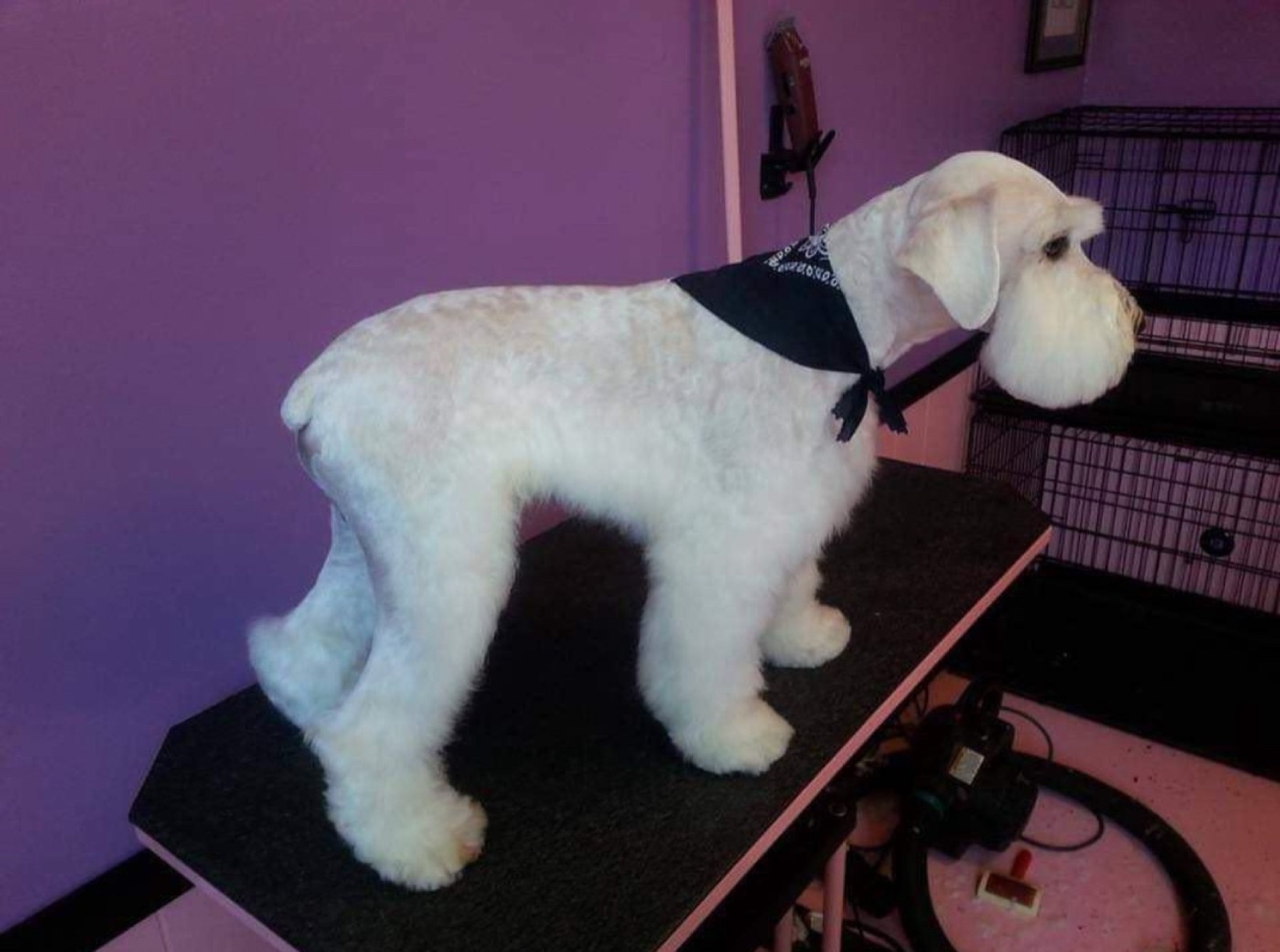 White schnauzer with a black bandana