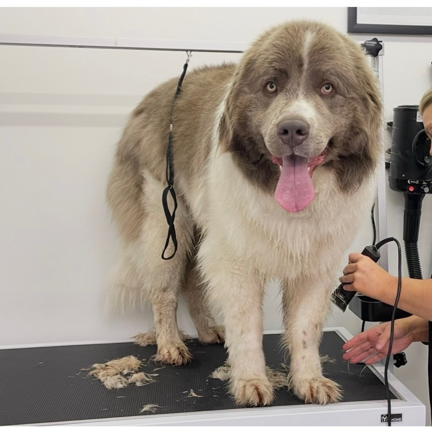A freshly groomed fluffy dog on the grooming table