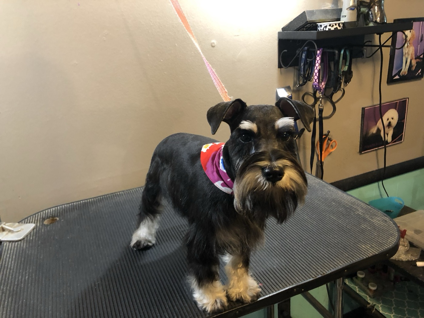 Schnauzer with a neat trim and bandana